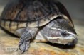 /album/fotogaleria-fotky-vodnych-korytnaciek/sternotherus-jpg/