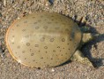 /album/fotogaleria-fotky-vodnych-korytnaciek/spotlight-spiny-softshell-turtle-jpg/